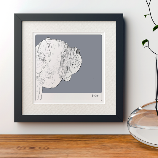 Rysunek szkicowy psa rasy mastif na szarym tle. Oprawiony w białe Passe-partout i czarną drewnianą ramę.